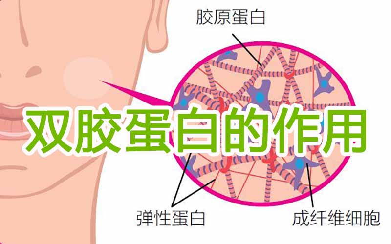 胶原蛋白和弹性蛋白之间的区别