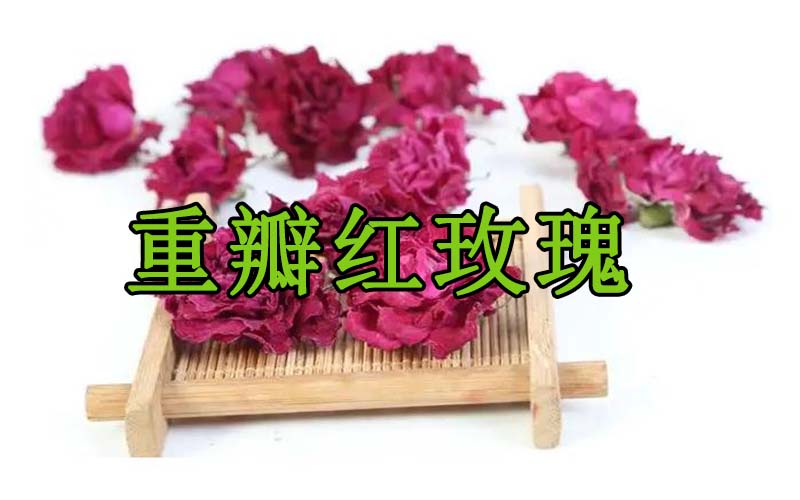 重瓣红玫瑰的功效与作用及食用方法