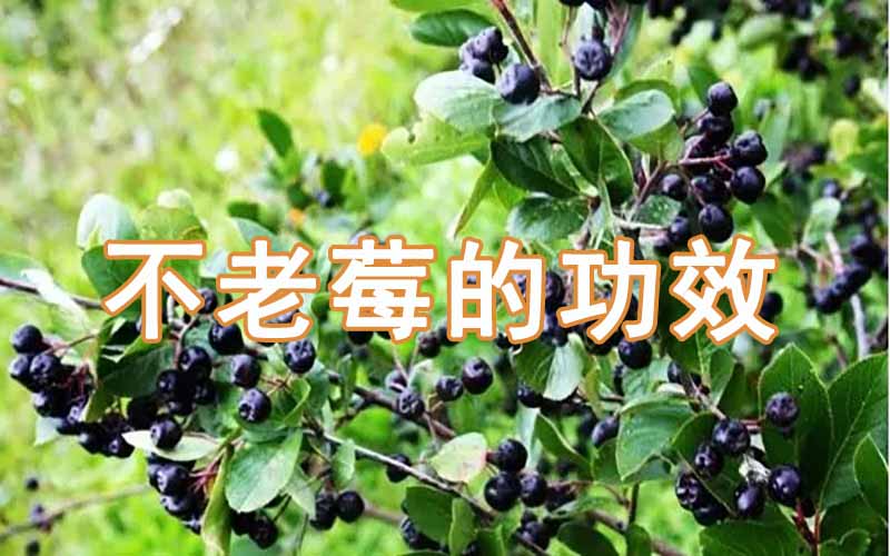 不老莓的功效及食用方法