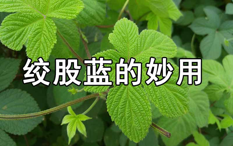 绞股蓝的功效简介