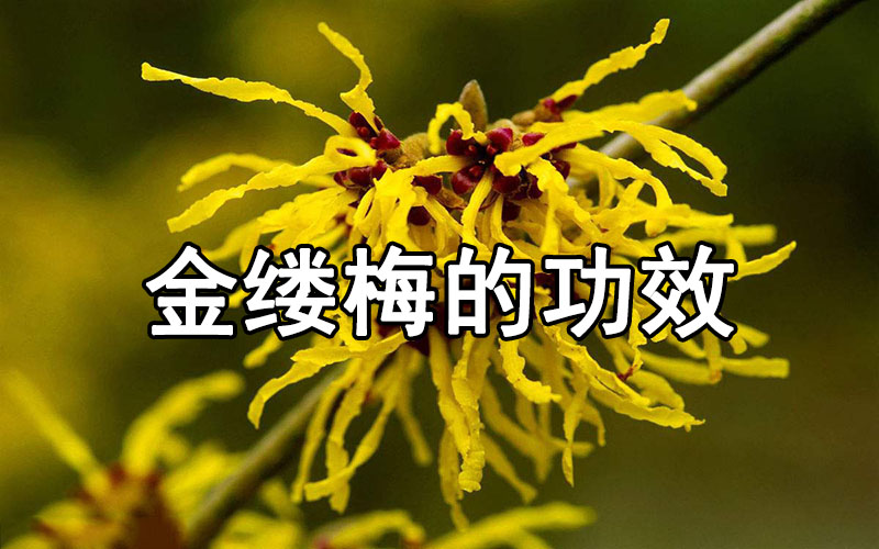金缕梅浅说