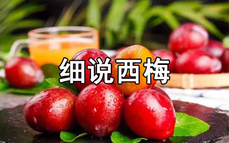 西梅——古今中外受欢迎的水果