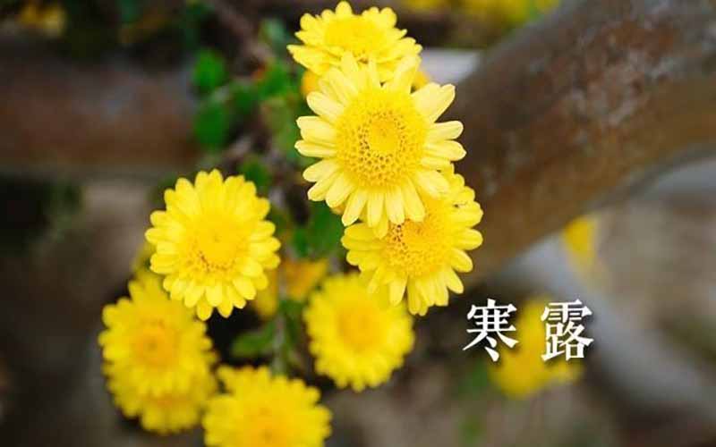 寒露时节话痛风