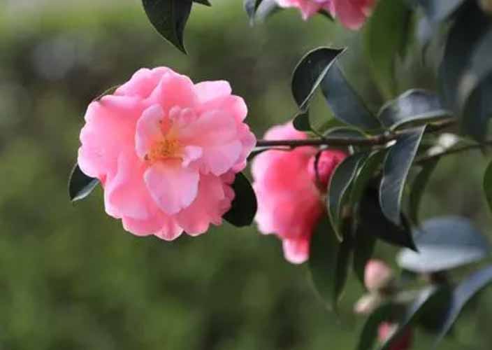 山茶花的功效