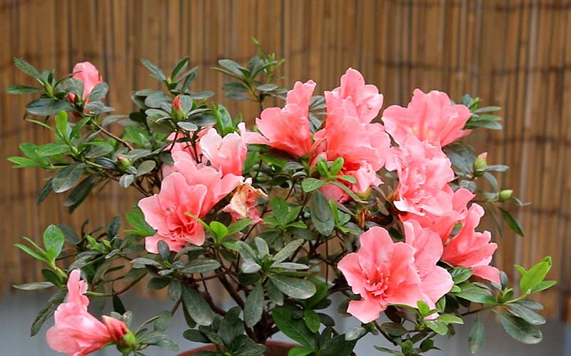 杜鹃花种植攻略