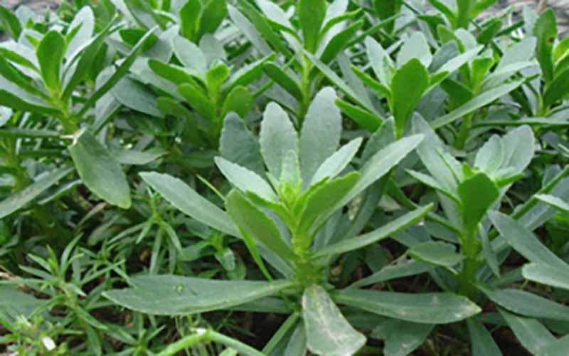 新鲜三七叶子的功效与作用、禁忌和食用方法