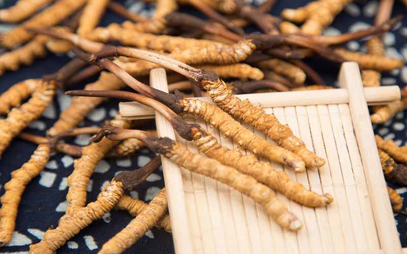 冬虫夏草的功效与作用、禁忌和食用方法