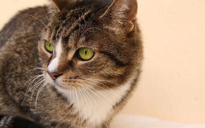 养猫会增加患精神分裂症风险吗？