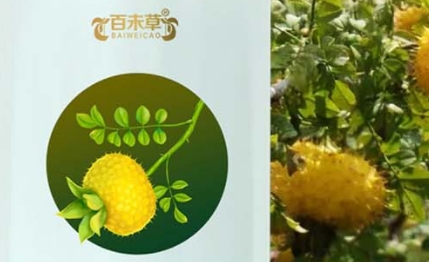 百未草 金花刺梨益生元植物饮品：自然纯净，健康滋养
