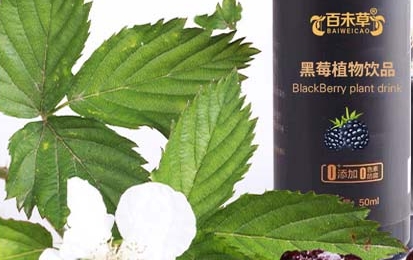 享受深邃清新，百未草黑莓植物饮品带来自然清凉
